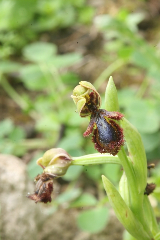 Ophrys speculum in citta (Empoli)  SONO COMMOSSO-